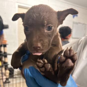 Chantal -  Shepherd and Mixed Breed Dog Available for Adoption in Edinburg, Texas - Chantal | PetCurious