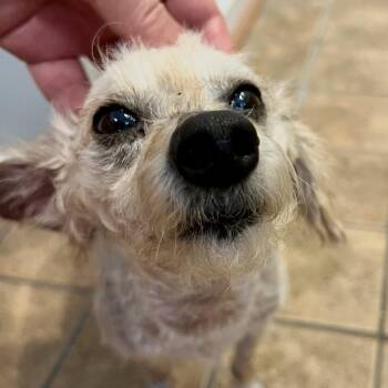 Mickey -  Miniature Poodle Dog for Adoption in Hillsborough, North Carolina - Mickey | PetCurious