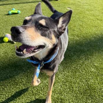 Sargent -  Shepherd Dog for Adoption in Springfield, Missouri - Sargent | PetCurious
