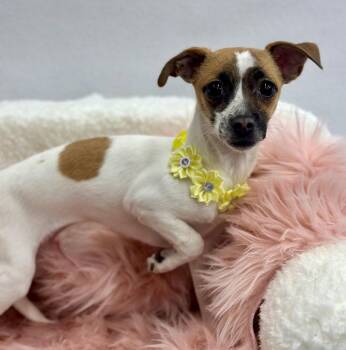 Carrot Top -  Chihuahua and Italian Greyhound Dog for Adoption in Palo Alto, California - Carrot Top | PetCurious