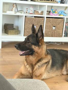 Zeus is well behaved family dog -  German Shepherd Dog Dog for Adoption in Redondo Beach, California - Zeus Is Well Behaved Family Dog | PetCurious