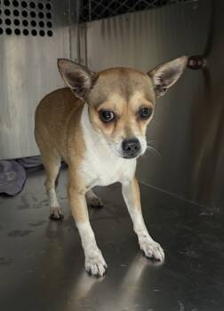 Rescue Chihuahua and Mixed Breed Dogs for Adoption in Fort Worth, Texas - 59828176 | PetCurious
