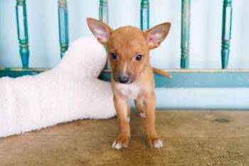 Truffle -  Chihuahua and Rat Terrier Dog for Adoption in San Antonio, Texas - Truffle | PetCurious