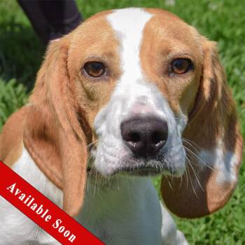 Beagle Dogs Available for Adoption in Huntley, Illinois - Princeton | PetCurious