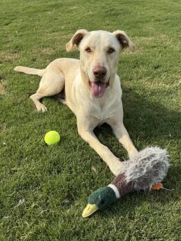 Rescue Shepherd Dogs for Adoption in Charlotte, North Carolina - Ford | PetCurious