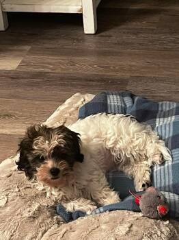 Maltese Dogs Available for Adoption in New Berlin, Wisconsin - WINNIE   $425 | PetCurious