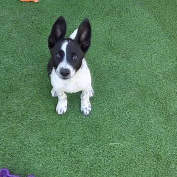 Bing -  Australian Cattle Dog Blue Heeler and Cattle Dog Dog for Adoption in Fresno, California - Bing | PetCurious