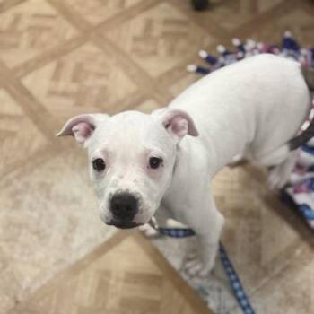 Mixed Breed Dogs Available for Adoption in Worcester, Massachusetts - Kyle | PetCurious