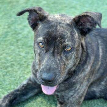 Pit Bull Terrier Dogs Available for Adoption in Los Angeles, California - Mary Kate A2262095 | PetCurious