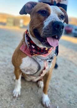 American Bulldog and Pit Bull Terrier Dogs Available for Adoption - PEPPERMINT PATTY (PATRICIA) | PetCurious