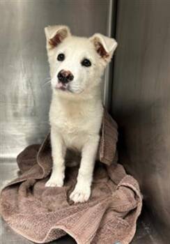 Labrador Retriever and Mixed Breed Dogs Available for Adoption in Conroe, Texas - BRIE | PetCurious