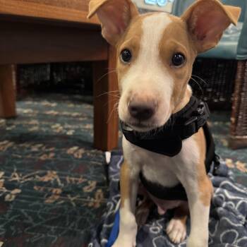 Leo -  Labrador Retriever and Mixed Breed Dog for Adoption in Littleton, Colorado - Leo | PetCurious