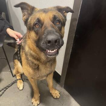 German Shepherd Dog Dogs Available for Adoption - Thor | PetCurious