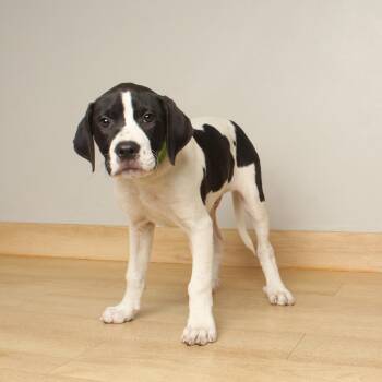 Gilligan D70347 -  Labrador Retriever and Hound Dog for Adoption in Minnetonka, Minnesota - Gilligan D70347 | PetCurious