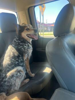 Buddy -  Australian Cattle Dog Blue Heeler Dog for Adoption in Winter Park, Colorado - Buddy | PetCurious