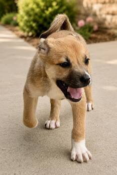 Mixed Breed Dogs Available for Adoption in Maryville, Tennessee - Ernie | PetCurious