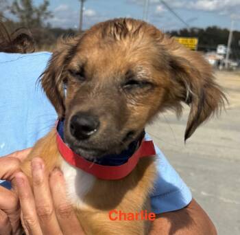 Rescue Mixed Breed Dogs for Adoption in Crossville, Tennessee - Charlie | PetCurious