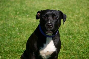 Rescue Pit Bull Terrier Dogs for Adoption in Chickamauga, Georgia - Quinn | PetCurious