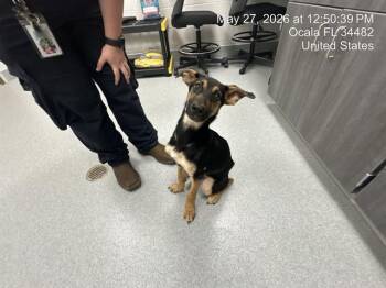A383124 -  German Shepherd Dog Dog Available for Adoption in Ocala, Florida - A383124 | PetCurious