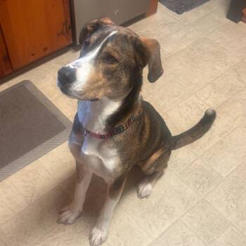 Rescue Mixed Breed Dogs for Adoption - Woody | PetCurious