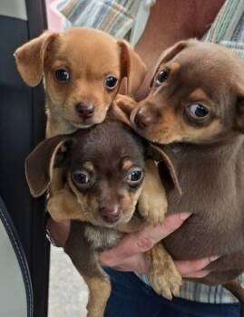 Chihuahua and Dachshund Dogs Available for Adoption in Mary Esther, Florida - Chiweenie Puppies | PetCurious