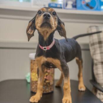 Hound and Labrador Retriever Dogs Available for Adoption in Pawling, New York - Amy | PetCurious
