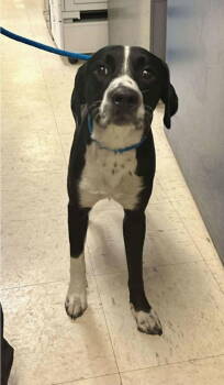 Rescue German Shorthaired Pointer and Black Labrador Retriever Dogs for Adoption - Junior | PetCurious