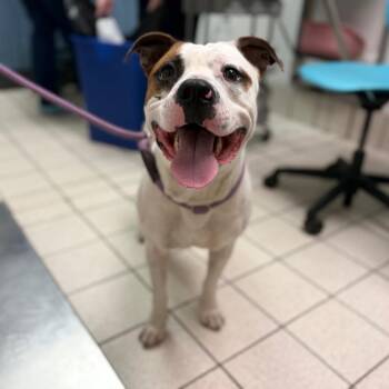 Catfish -  Mixed Breed Dog for Adoption in Charleston, West Virginia - Catfish | PetCurious