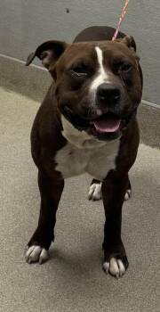 Rescue Pit Bull Terrier Dogs for Adoption in Las Vegas, Nevada - BEEFY | PetCurious