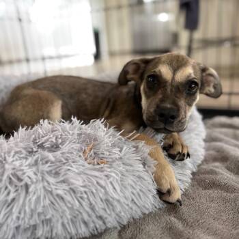 Benjamin -  Labrador Retriever and Mixed Breed Dog for Adoption in Houston, Texas - Benjamin | PetCurious