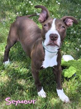 Seymour -  Pit Bull Terrier and Mixed Breed Dog for Adoption in Mason, Michigan - Seymour | PetCurious