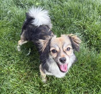 Ty (PW 245) -  Papillon and Dachshund Dog for Adoption in Plymouth, Michigan - Ty (PW 245) | PetCurious