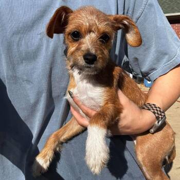 Sabrina -  Mixed Breed Dog for Adoption in Rockville, Maryland - Sabrina | PetCurious