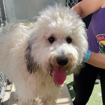 Nigel -  Goldendoodle and Labradoodle Dog for Adoption in Los Angeles, California - Nigel | PetCurious