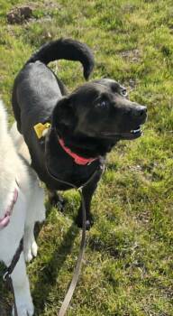 Black Labrador Retriever Dogs Available for Adoption - Ren | PetCurious