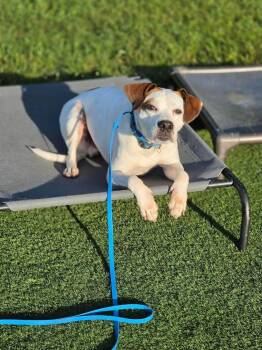 Gizmo -  Boxer and Beagle Dog for Adoption in Lexington, Kentucky - Gizmo | PetCurious