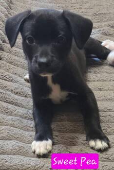 Sweet Pea -  Chihuahua and Beagle Dog for Adoption in Alexander, Arkansas - Sweet Pea | PetCurious