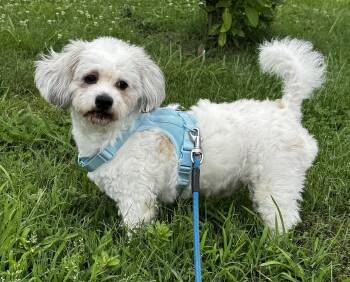 Havanese and Poodle Dogs Available for Adoption in Afton, Tennessee - Max | PetCurious