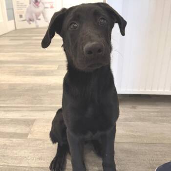 Kane -  Labrador Retriever and Mixed Breed Dog for Adoption in Los Angeles, California - Kane | PetCurious