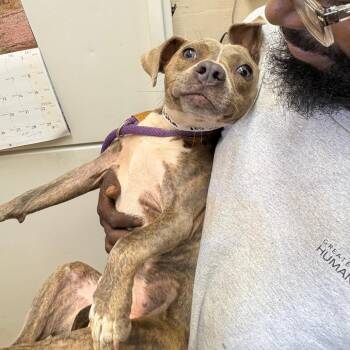 Misha -  Pit Bull Terrier Dog for Adoption in Birmingham, Alabama - Misha | PetCurious