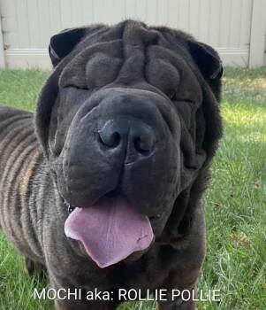Rescue Shar Pei Dogs for Adoption in Cameron, North Carolina - ROLLIE POLLIE | PetCurious