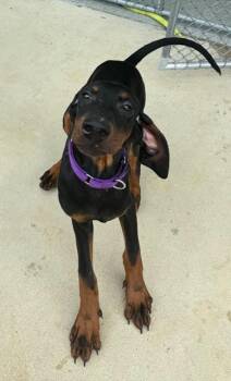 BEEFSTEAK -  Doberman Pinscher and Mixed Breed Dog for Adoption in Leesburg, Virginia - BEEFSTEAK | PetCurious