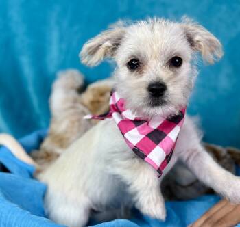Rescue Yorkie Poo Dogs for Adoption in Hondo, Texas - Spirit - The Life Of The Party! | PetCurious