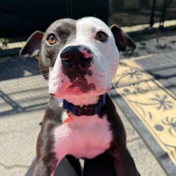 River -  Mixed Breed Dog for Adoption in Oak Park, Michigan - River | PetCurious