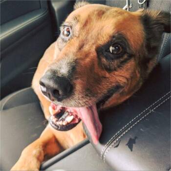 Felipe -  Cattle Dog and Mixed Breed Dog for Adoption in Austin, Texas - Felipe | PetCurious