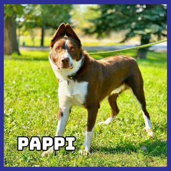 Pappi -  Border Collie and Labrador Retriever Dog for Adoption in Glenwood, Minnesota - Pappi | PetCurious