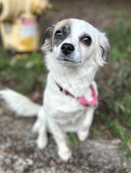 Pearl -  Pomeranian and Chihuahua Dog for Adoption in Portland, Oregon - Pearl | PetCurious