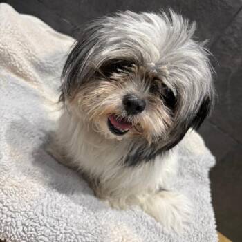 Lori -  Mixed Breed Dog for Adoption in Philadelphia, Pennsylvania - Lori | PetCurious