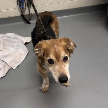 Mixed Breed Dogs Available for Adoption - Yushi | PetCurious