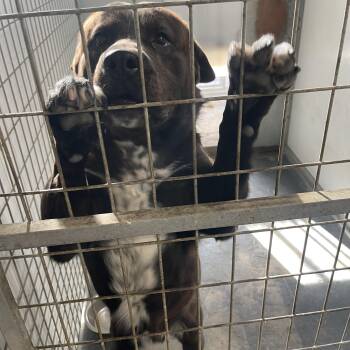 Rescue Chocolate Labrador Retriever Dogs for Adoption in Lordsburg, New Mexico - Hercules | PetCurious